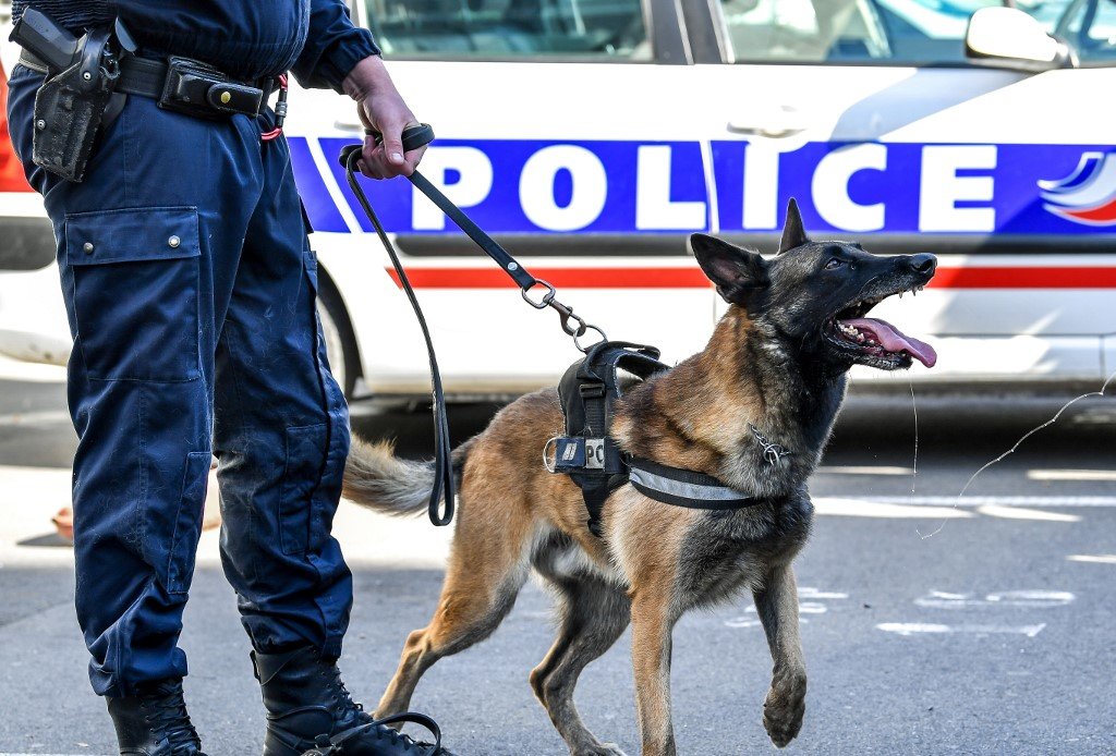 Coronavirus des chiens flaireurs pour pré diagnostiquer les malades