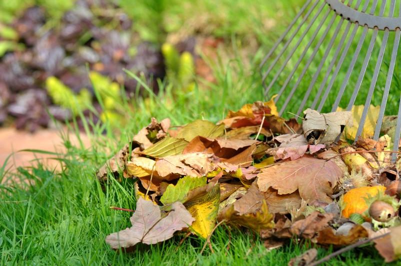 Entretien du jardin : ramassage des feuilles mortes - La Poste