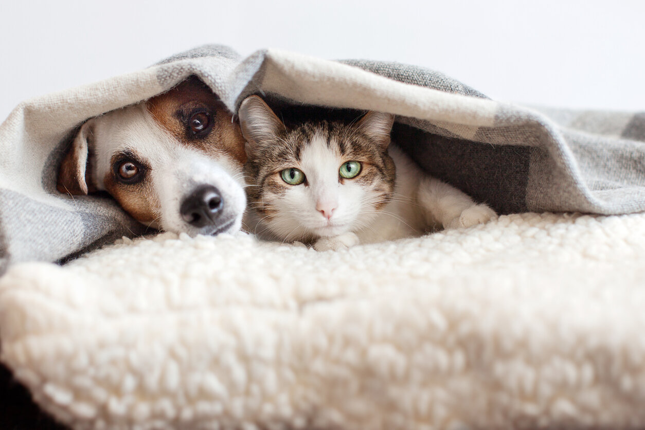 Tout savoir sur les punaises de lit et animaux domestiques