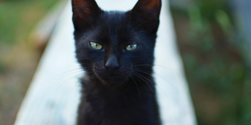 Chat Noir Pourquoi Tant De Haine Et De Superstition