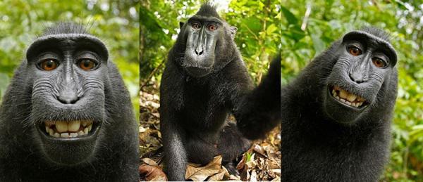 L'affaire du selfie de singe : à qui appartiennent les droits d'auteur ?