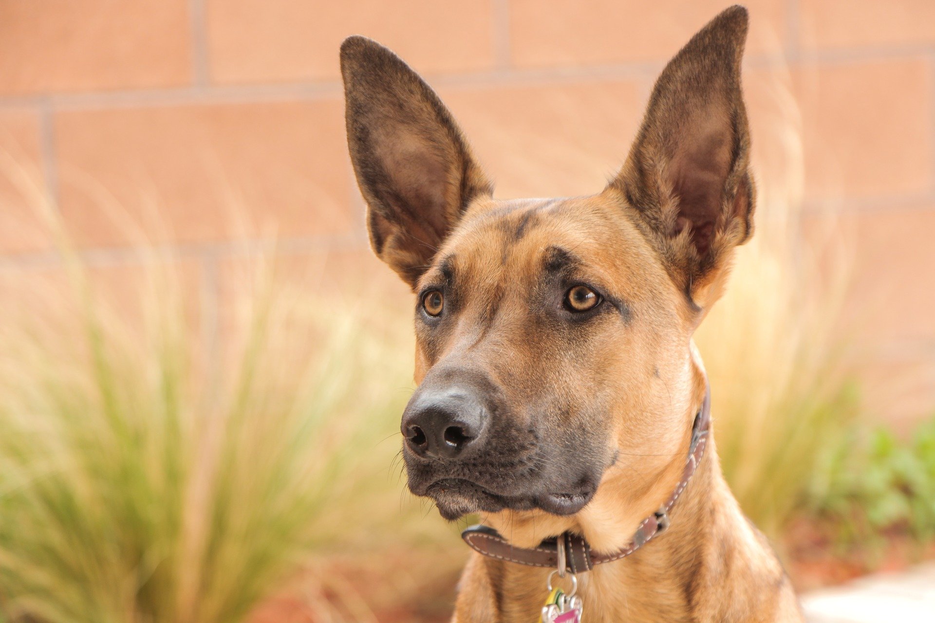 Chiens De Berger Les Dix Races Les Plus Belles