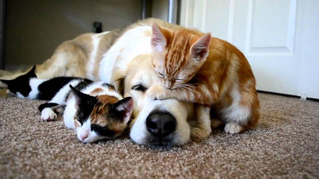 Photos Ces Chats Et Chiens Qui Se Font Des Calins