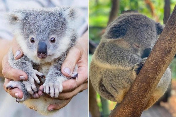 Ce Bebe Koala Est Beaucoup Trop Mignon Planet