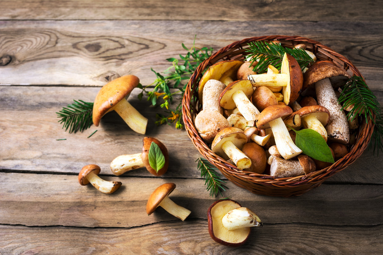 champignons sous la pluie. saison des pluies et champignons