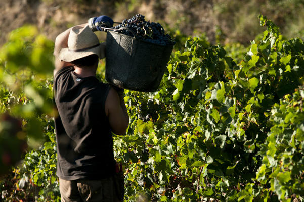 slips en coton enterres dans les vignes une technique pas si loufoque herault des viticulteurs enterrent des slips en coton pour analyser les sols