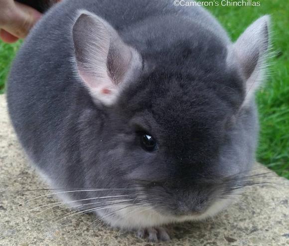 Trop Mignon Ce Bebe Chinchilla Planet