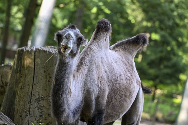 Blagues animalières