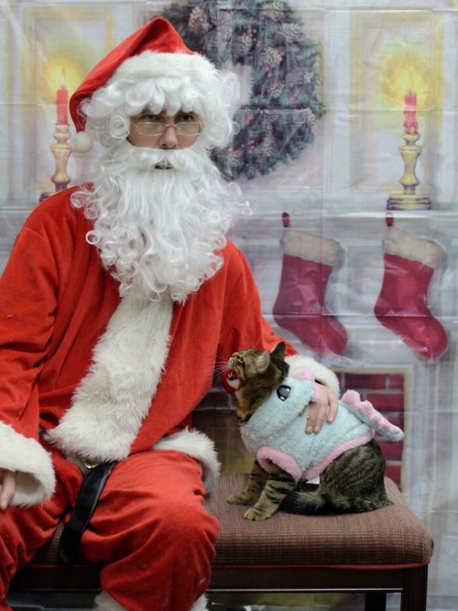 Ce chat a clairement une dent contre le Père Noël.