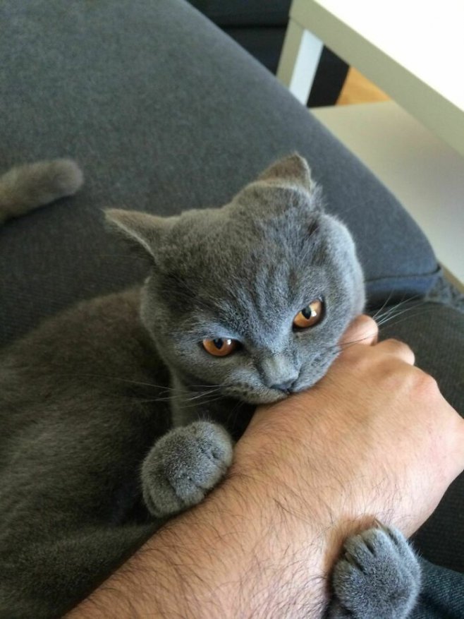 Après une semaine d'absence, son chat accueille cet homme avec ses crocs.