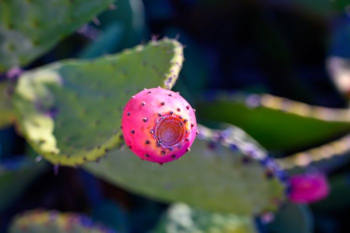 L’opuntia