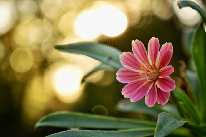 Le lewisia