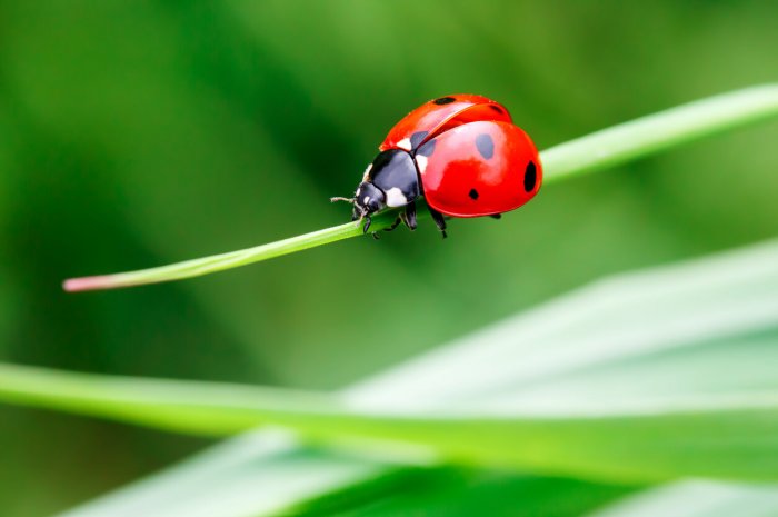 Une boite à coccinelle face aux pucerons