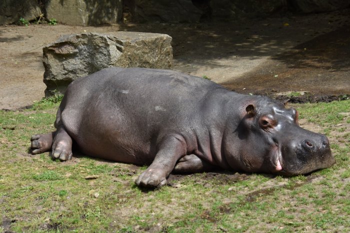 9) Les hippopotames
