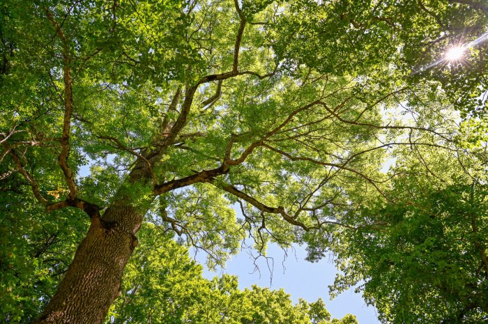 Le frêne (fraxinus)