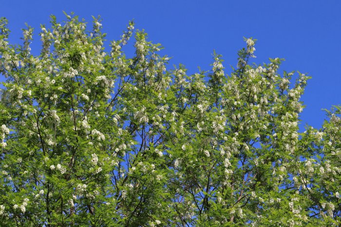 L'acacia commun (robinia pseudoacacia)