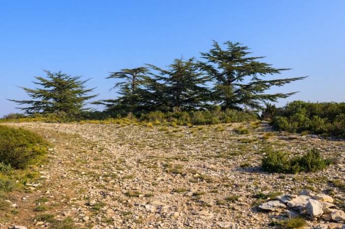 Cèdre (cedrus)