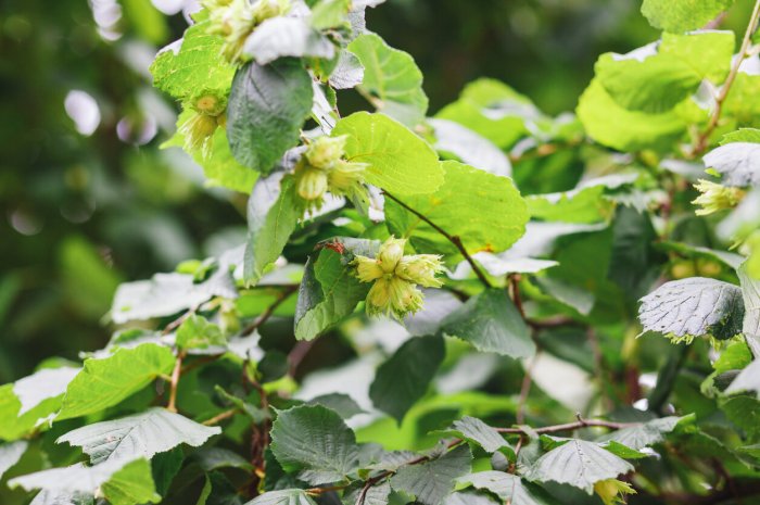 Le noisetier (Corylus avellana)