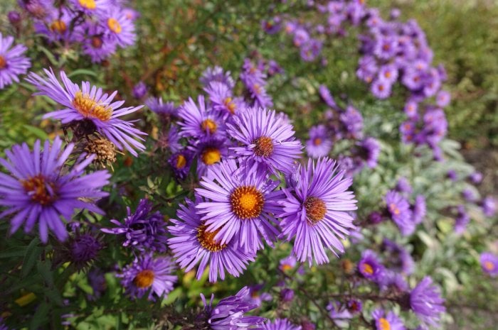 L’Aster d’automne (Août – Novembre)