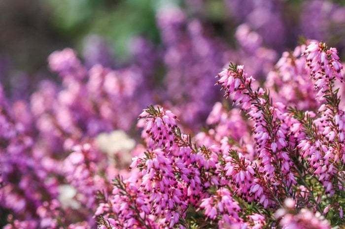 Bruyères Erica (Novembre – Mai)