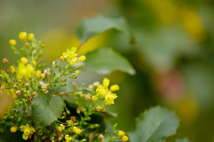 Mahonia x media (Décembre – Mars)