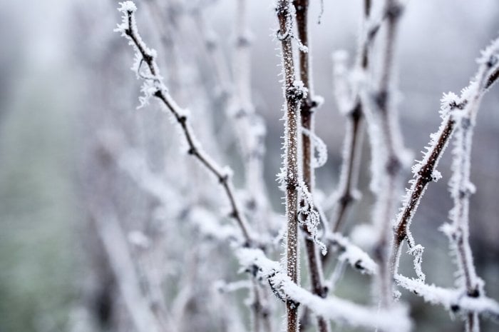 Le début de la trêve hivernale