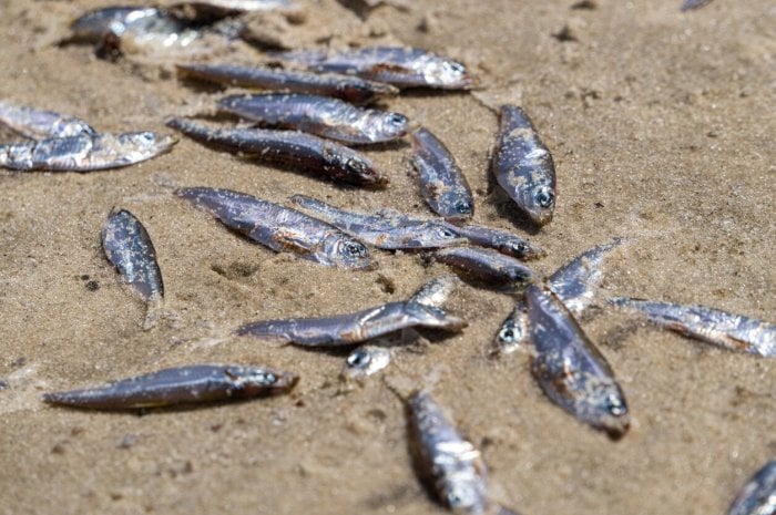  Comment ces métaux lourds retrouvent-ils dans la chair du poisson ? 