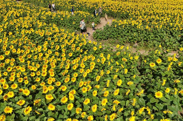 Les tournesols