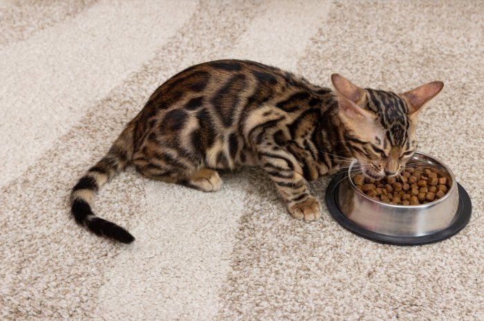 Croquettes pour chat saumon et légumes de la marque Netto 