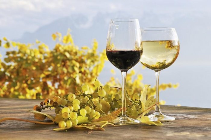 Investir dans le vin et la vigne