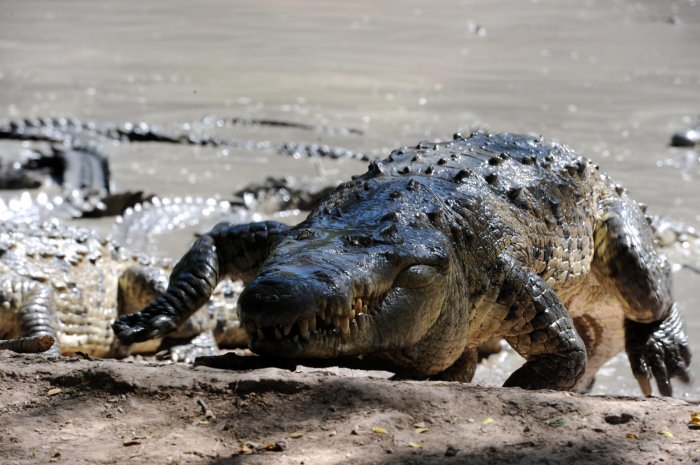 7) Les crocodiles