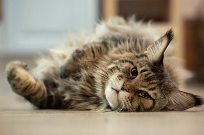 1 Le Main Coon Chats Inscrits Au Pedigree Loof En 19 Planet