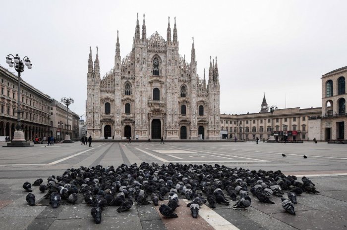 En mars 2020, les pigeons ont remplacés les visiteurs