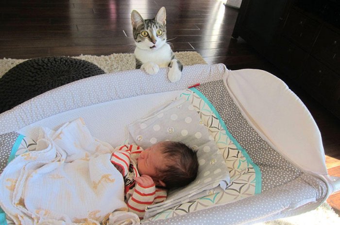 Un Chat Sous Le Choc Apres L Arrivee D Un Bebe Planet