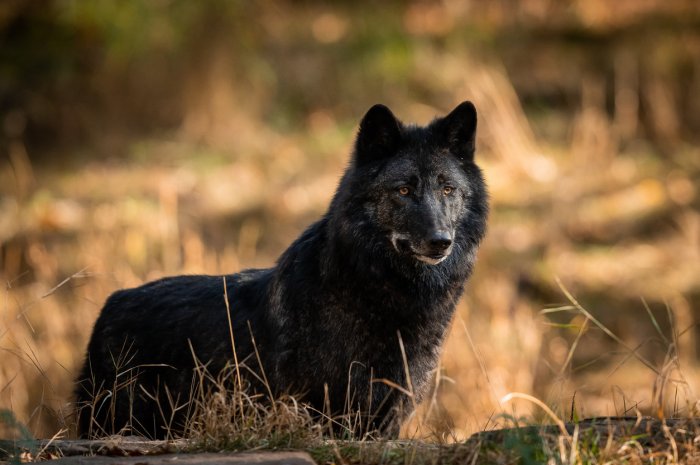 Le chien-loup américain ou Wolfdog  Planet