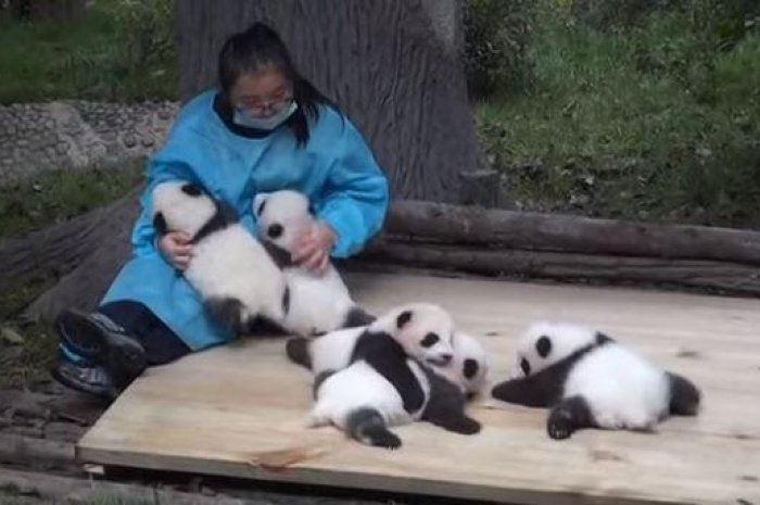 Câlineur de pandas