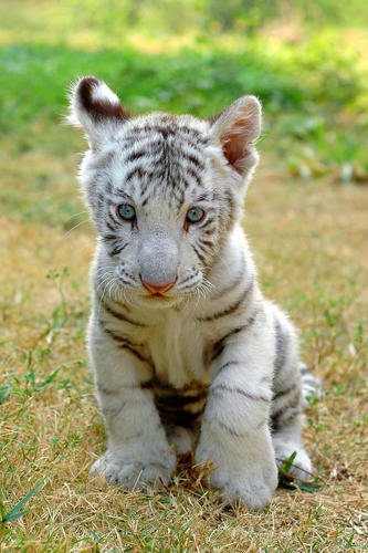 Un Bebe Tigre Blanc Planet