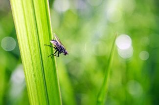 Mouches dans la maison : les 10 plantes pour les faire fuir de chez vous