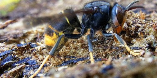 Loire : un homme piqué par un frelon tombe dans le coma