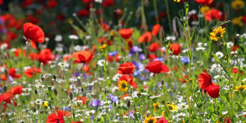 Jardin : les fleurs à planter cet été 