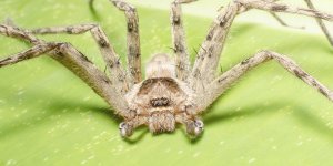 Haute-Savoie : une araignée mortelle retrouvée dans des bananes 