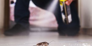 Punaises de lit : attention à cet insecticide toujours en vente, interdit en France depuis 10 ans