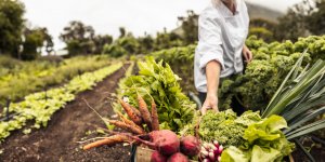 De l'urine qui fait pousser des légumes : en quoi consiste ce projet écologique ? 