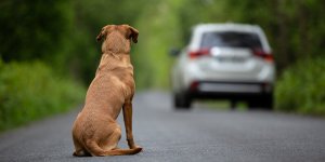 Que deviennent les animaux abandonnés l’été ? 