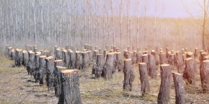 Jour du dépassement : c'est officiel, la terre a épuisé ses ressources 