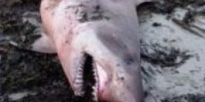 Requin féroce échoué dans le Morbihan : on sait pourquoi l’animal est mort