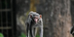 Une bande de singe sauve une petite fille d'une agression sexuelle