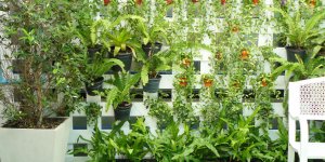 Aménagement paysager : comment construire un mur végétal dans votre jardin ?