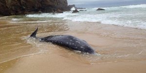 Australie : un spécimen rare de baleine retrouvé mort sur une plage