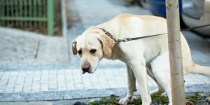 Ficher l'ADN des chiens pour lutter contre les crottes : l'idée saugrenue de Ménard